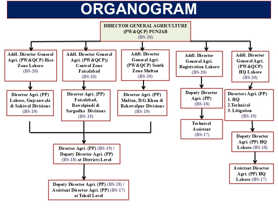 Organogram